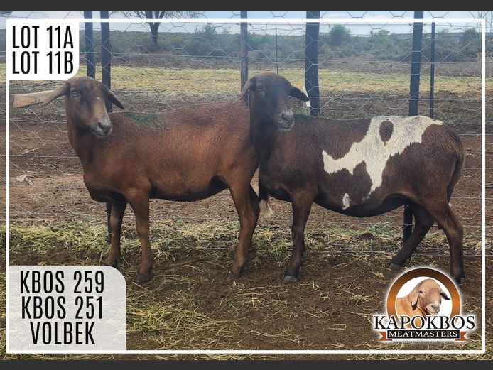 KBOS251 | Kapokbos Meatmasters