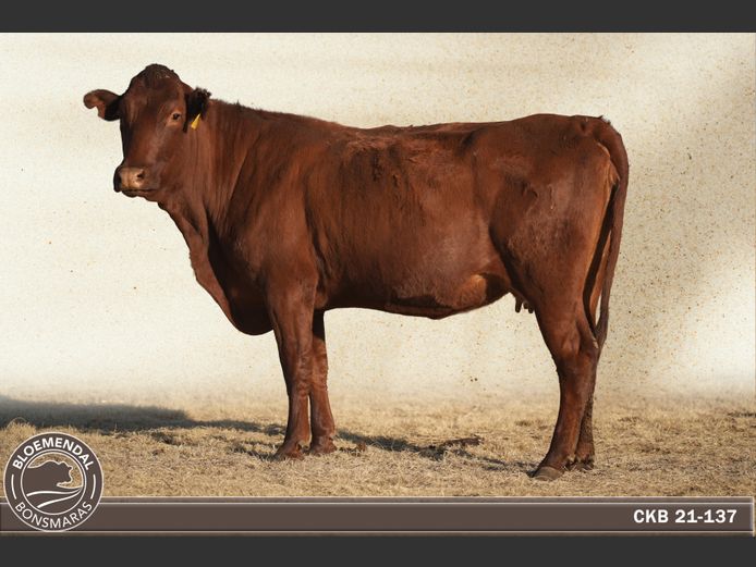 CKB210137 | CHRIS KRUGELL BLOEMENDAL