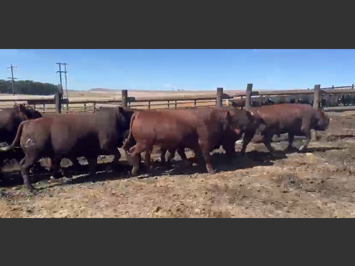 Cattle 