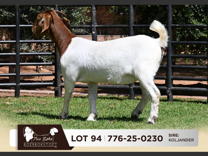 776-25-0230 | Nico Botha Boerbokstoet