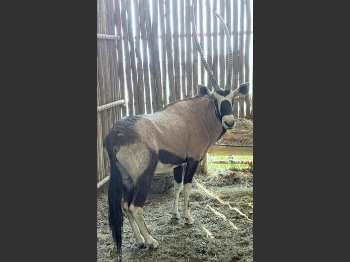 Gemsbok Bul