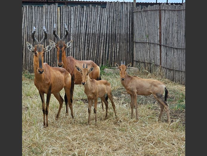RED HARTEBEEST | ZEEKOEVALLEY
