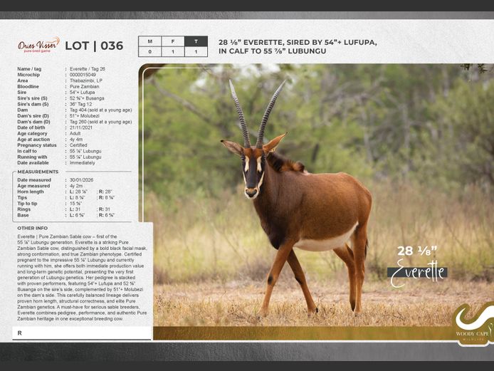 Sable | Dries Visser Safaris CC.