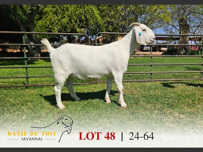 63240064 | Danie du Toit Savannas