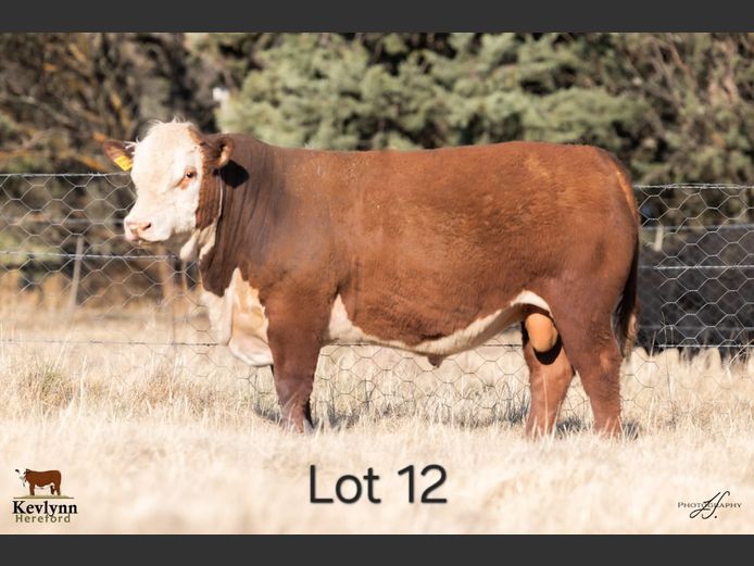 KC 230022 | K.P. MILES