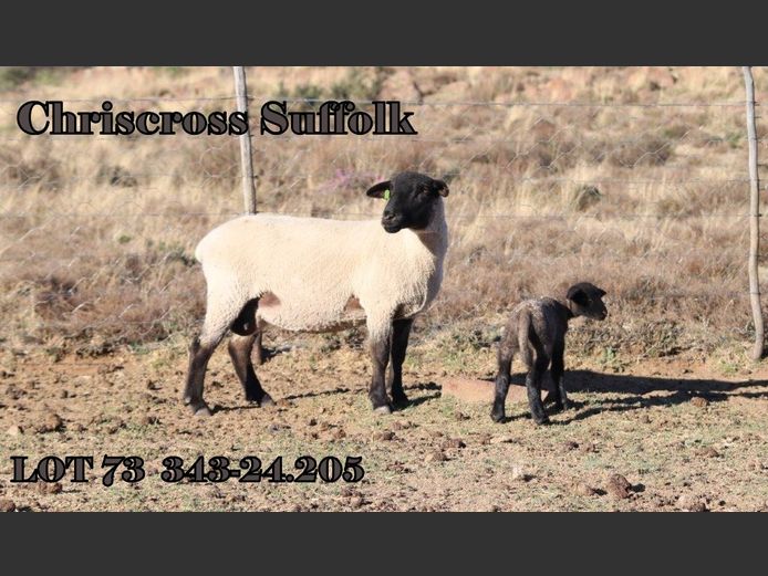 343 240205 | CHRISCROSS SUFFOLKS