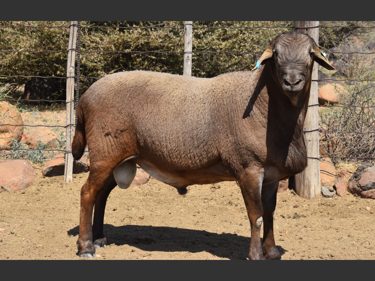 Lot 42 | KALAHARI KAROO MEATMASTER 35STE PRODUKSIEVEILING | SwiftVEE ...