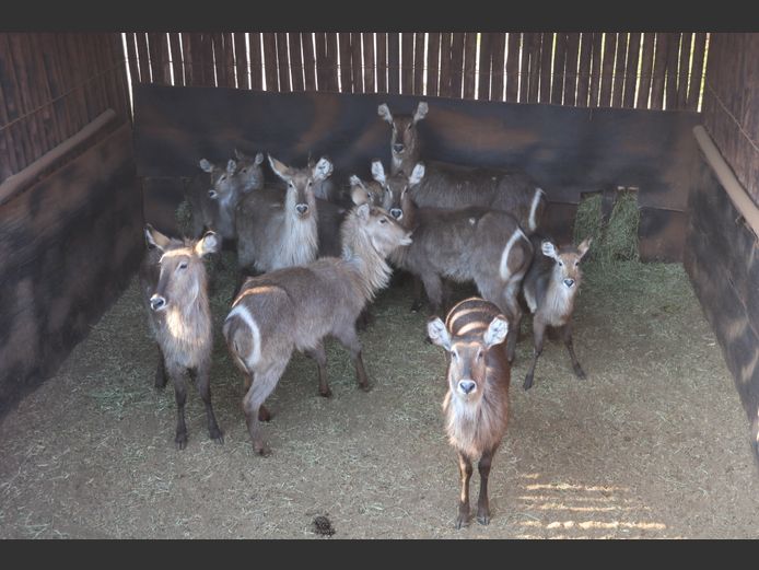 Waterbokke