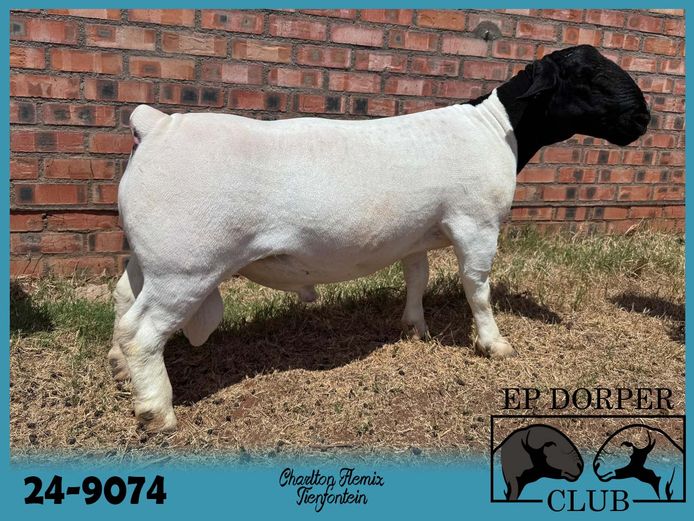 24-9074 | Tienfontein