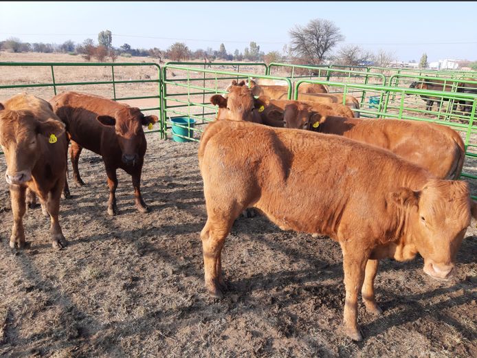 Open Heifers