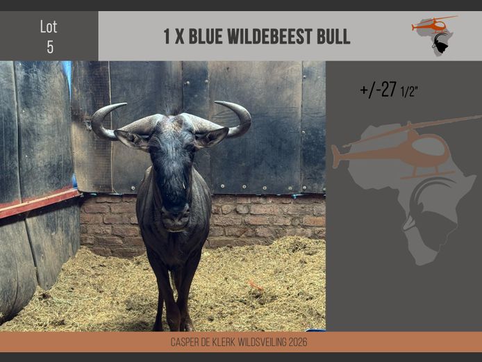 Blue Wildebeest (+- 27 1/2") 