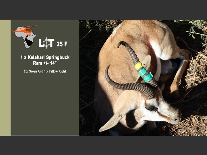 Kalahari Springbuck