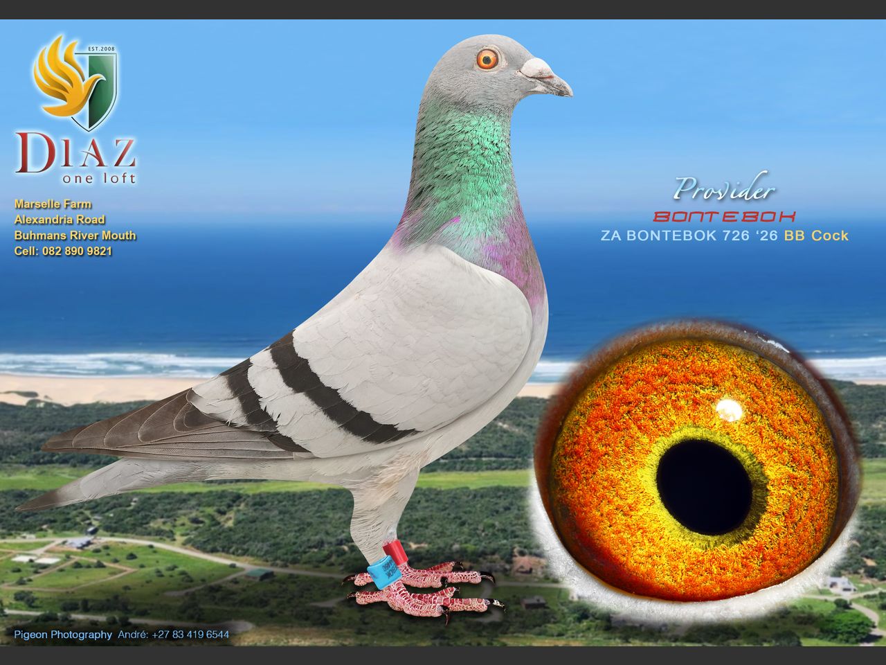 images