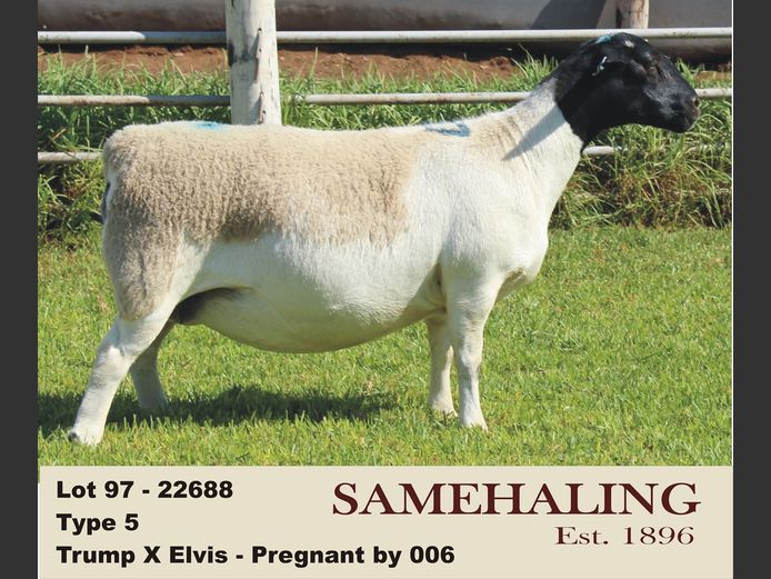 22688-330 | SAMEHALING DORPERS