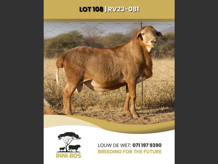 RV 23-081 | INI-BOS BOSVELDER