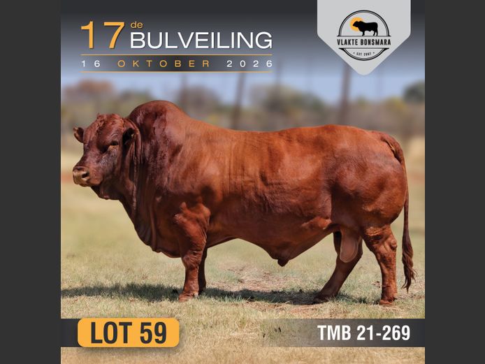 TMB210269 HH(c) | THABA KWENA BONSMARAS