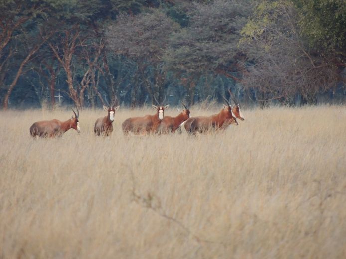 BLESBOK OOIE