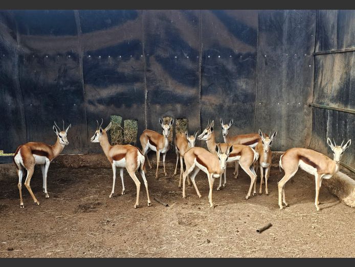 SPRINGBUCK | HELICON