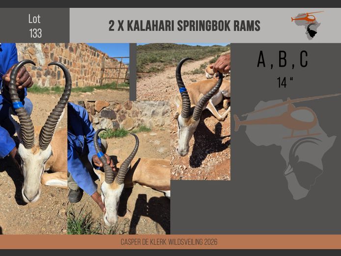 Kalahari Springbuck (14")