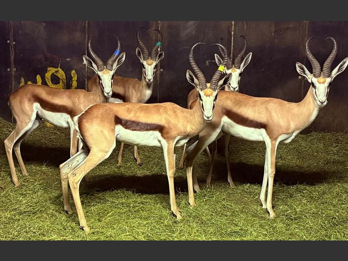 Kalahari Springbok Ram