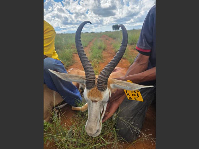 Kalahari Springbok Ram