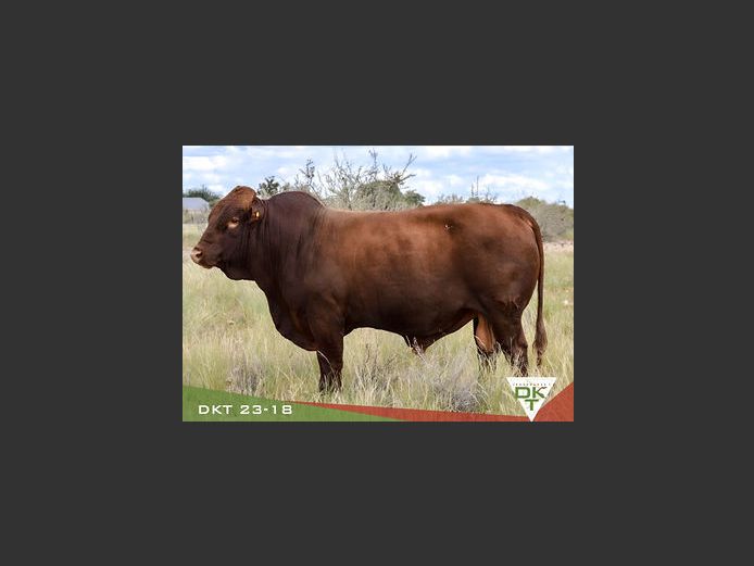 DKT 230018 | DKT BONSMARA