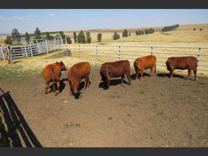 Commercial Animals