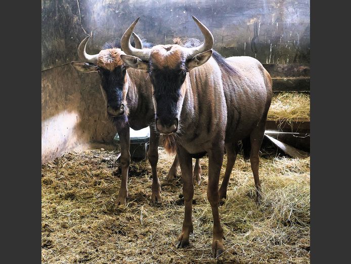 BLOUWILDEBEES | AL BADENHORST