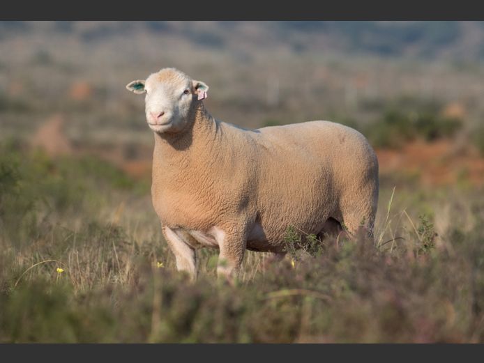 DZ250143 | 2 STEYNS BOERDERY