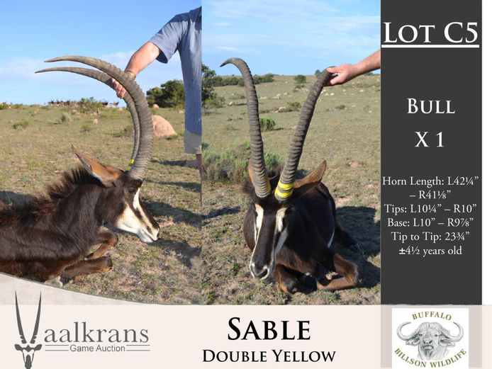 Sable Bulls