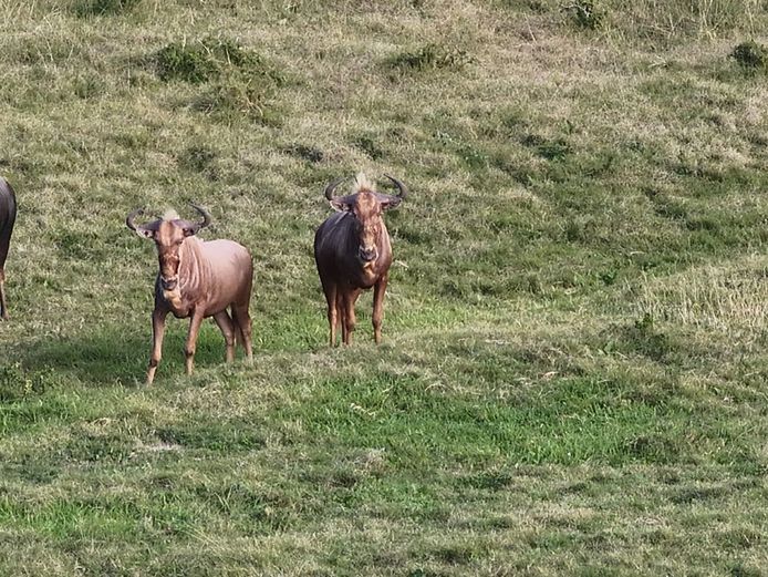Golden Wildebeest Bull | Arbeidsvreugde Boerdery - CP Hanekom