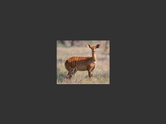 Nyala Female Group | Amakhala