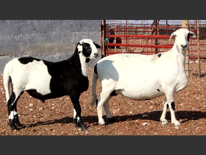 CRL 20.243 | Riaan Liebenberg - Hanri Meatmasters, Upington