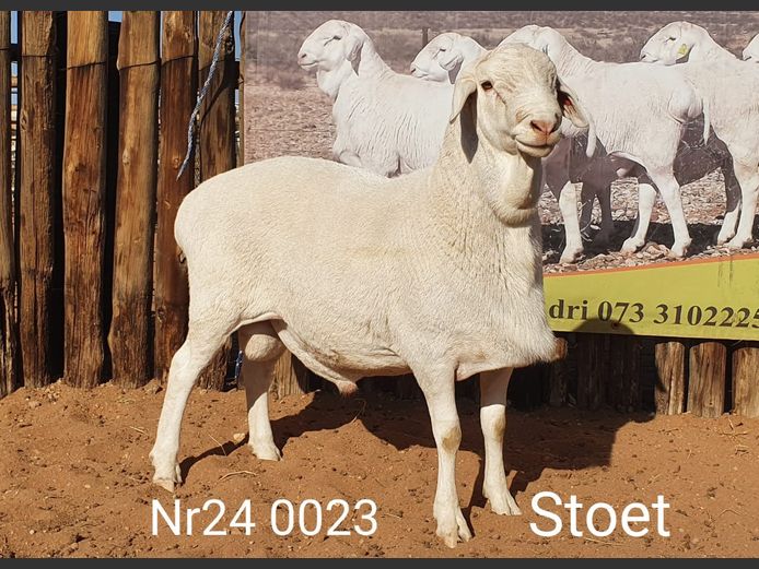 24023 | Johan Stadler