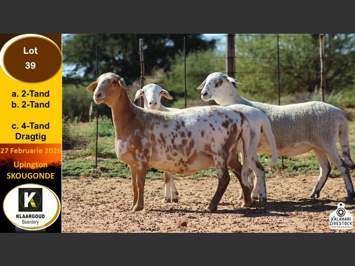 CP 39A | Chris Potgieter & Christia Scholtz - Klaargoud Boerdery