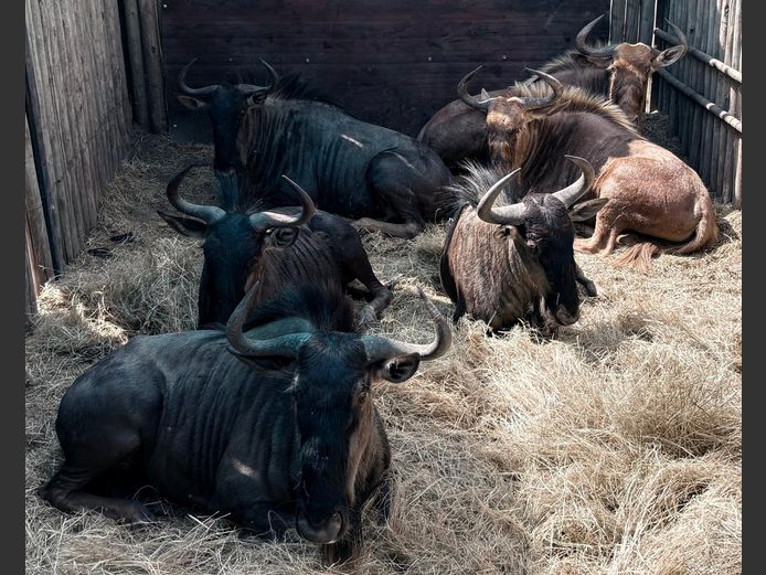 Wildebees Koeie