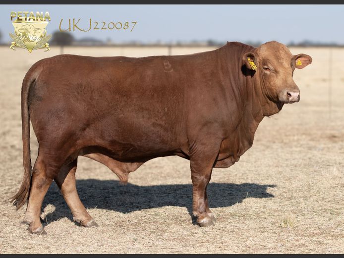 UKJ 220087