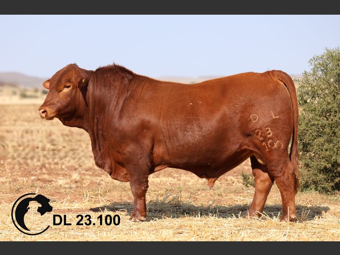 DL23100 | LORD DM