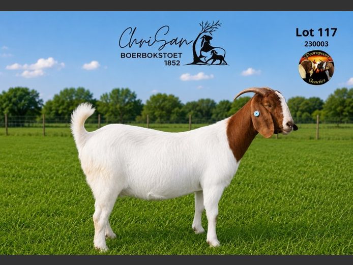 1852230003 | CHRISAN BOERBOKSTOET