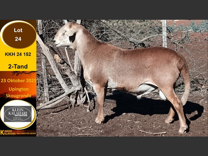 KKH 24.152 | Tommy Bissett - Klein Kalahari Meatmasters