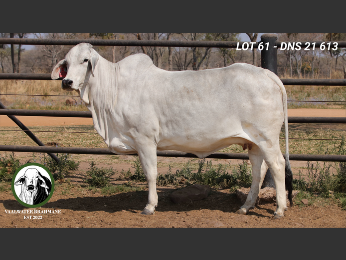 DNS21613 | MNR. H.A. KLOPPERS