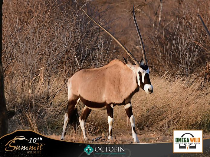 45 1/8" Oryx Cow running with 46 4/8" Omega Jnr		