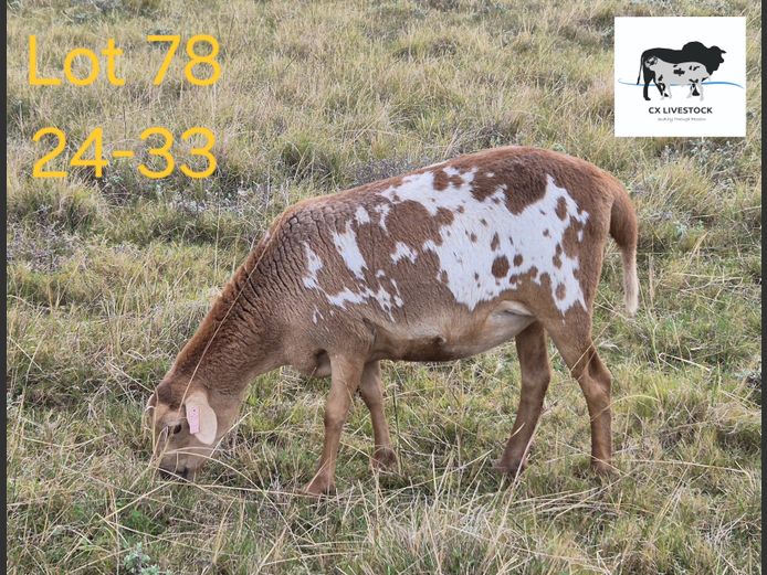 24-33 | CX LIVESTOCK