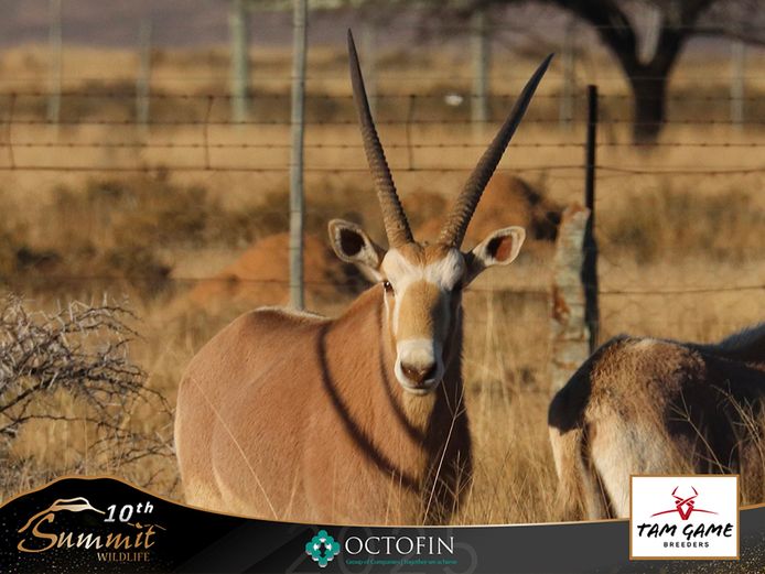 37" Golden Oryx bull