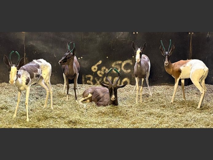 Koper Konings Springbok Ooi