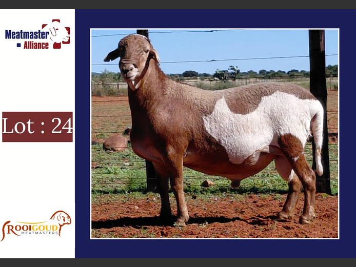 D237 | Rooigoud Meatmasters