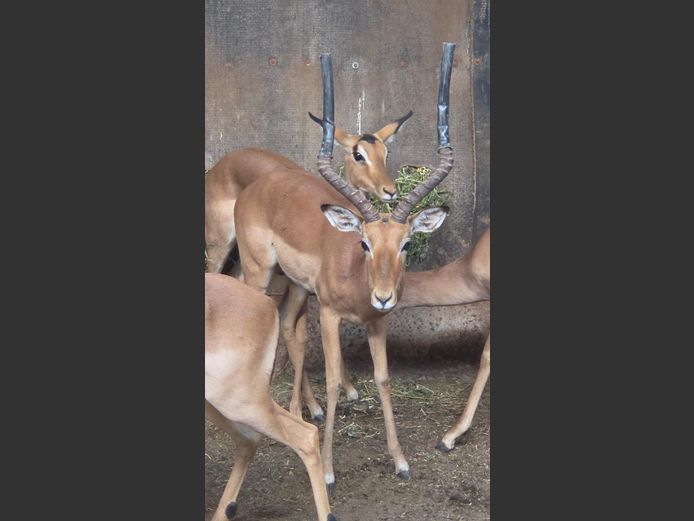 ROOIBOK | IMPISI SAFARIS