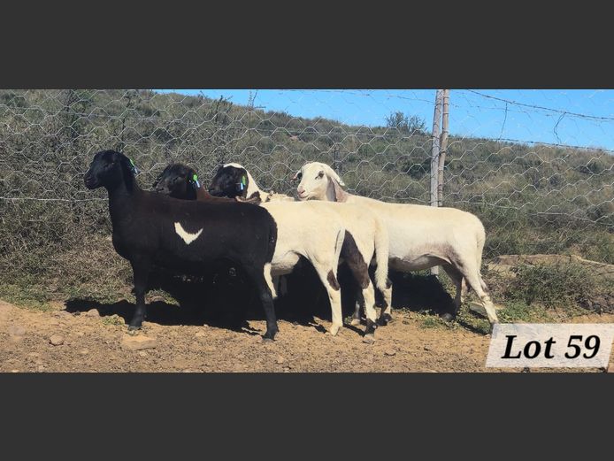 Ewes | Ben Tson