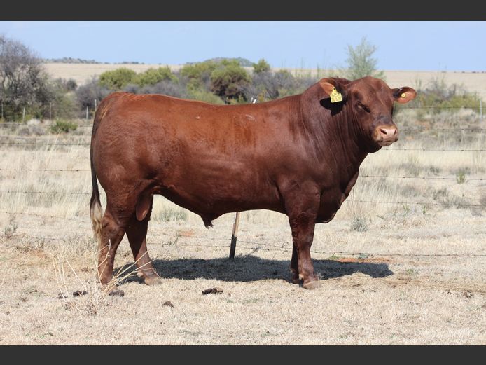 BBB24432 | TRIO B BOERDERY