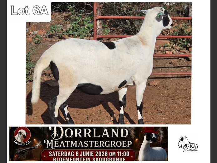 MMM 24-28 | Mackay Meatmasters